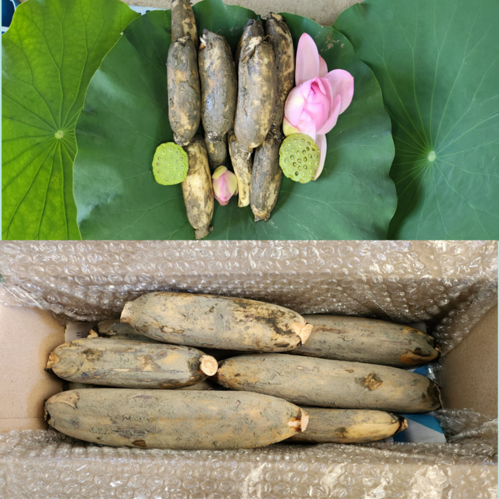 가족연근GAP인증 대구 반야월 작목반 햇연근 직접재배 당일수확 1kg 2kg 3kg 5kg