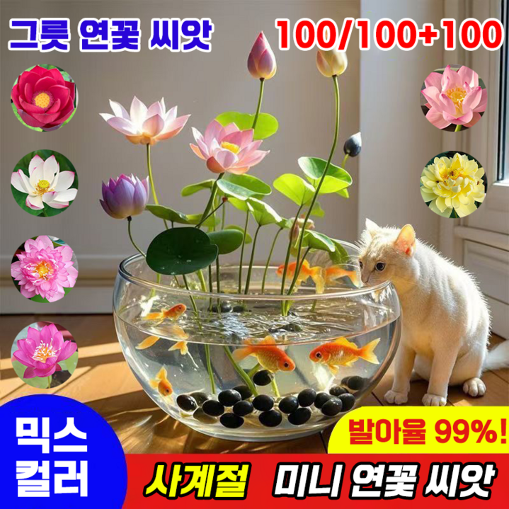 [국내배송] 100알 미니 연꽃 씨앗 수경식물 연못 수중재배 관상용 수련 그릇 행운 수반 연꽃 종자 실내식물