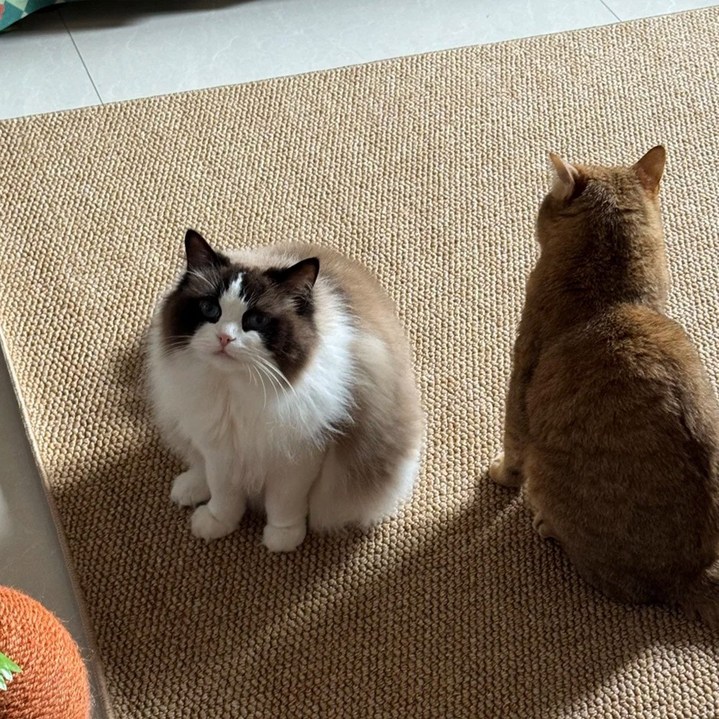 미스터댕댕 스크래쳐 고양이 논슬립 카페트 특대형 화장실 매트