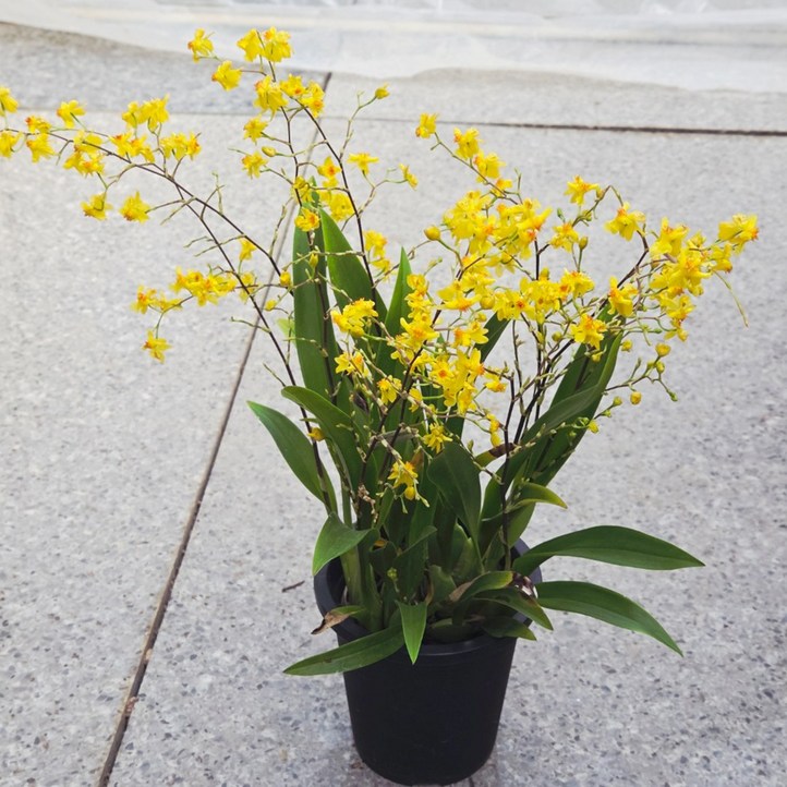 풀멍상점 환타지아 엘로우 호접난  난초과. 호접란. 실내외 관상용.분화용. 선물용. 개업 축하용  선별발송 분채배송 방수라벨 이름표포함농장직배, 1개