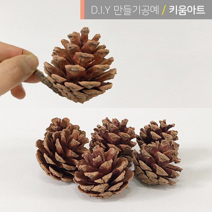 크리스마스 만들기 재료 소품 진짜솔방울 1kg 약5060개입 리스장식 천연 가습기
